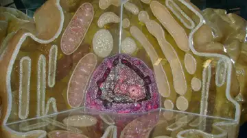 Imagen de una célula. Imagen de una célula.