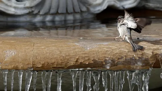 Una fuente helada por el frío Una fuente helada por el frío