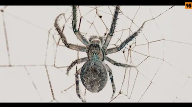 Asesinas: La viuda negra de Ciudad Lineal, en laSexta. Asesinas: La viuda negra de Ciudad Lineal, en laSexta.