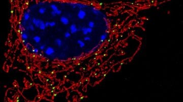 Imagen de una mitocondria, donde se encuentra la proteína MCJ