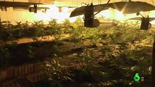 1.000 macetas de marihuana que en el mercado podrían alcanzar los 300.000 euros: esto fue lo encontrado por la Guardia Civil en la casa de 'El Patrón' 1.000 macetas de marihuana que en el mercado podrían alcanzar los 300.000 euros: esto fue lo encontrado por la Guardia Civil en la casa de 'El Patrón'