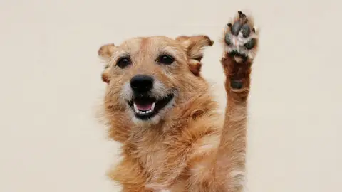 Un perro levantando su pata Un perro levantando su pata
