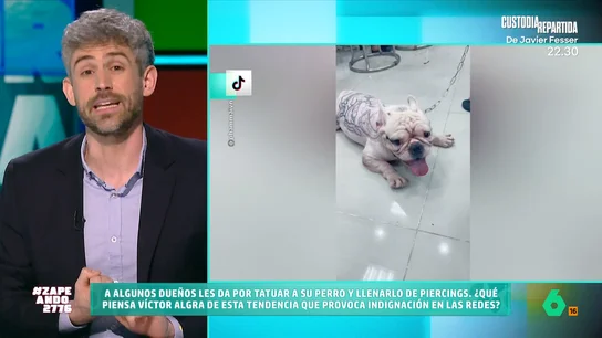 Víctor Algra se dirige a aquellos dueños que tatúan a sus perros: "Está prohibido y no aporta ningún beneficio al animal" Víctor Algra se dirige a aquellos dueños que tatúan a sus perros: "Está prohibido y no aporta ningún beneficio al animal"