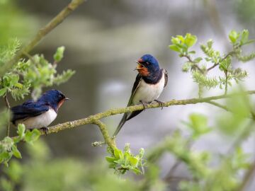 P&aacute;jaros trinando