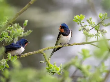 Pájaros trinando Pájaros trinando