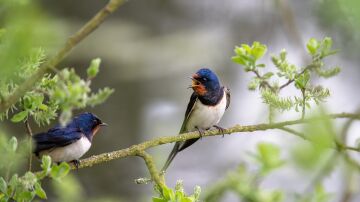 P&aacute;jaros trinando