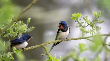 Pájaros trinando Pájaros trinando