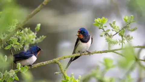 Pájaros trinando Pájaros trinando