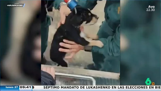 La Guardia Civil rescata a un cachorro de perro que había sido tirado a la basura en Perales de Tajuña (Madrid) La Guardia Civil rescata a un cachorro de perro que había sido tirado a la basura en Perales de Tajuña (Madrid)