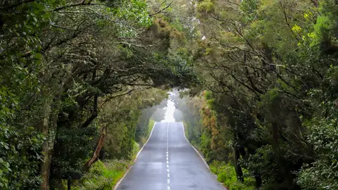 Carretera en el Parque de Garajonay Carretera en el Parque de Garajonay