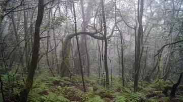 Interior del Bosque de Laurisilva