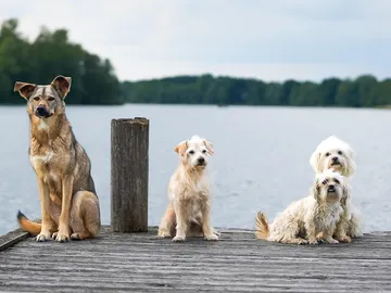 perros perros