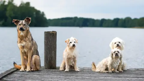 perros perros