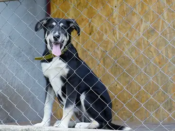 Perro detrás de una reja Perro detrás de una reja