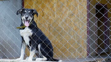 Perro detrás de una reja