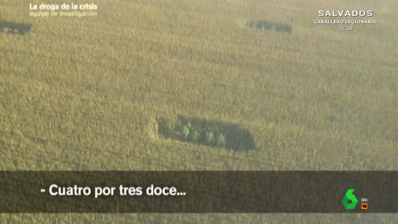 Así camuflaban la marihuana en el maíz: Equipo de Investigación acompaña a la Guardia Civil hasta las plantaciones ilegales