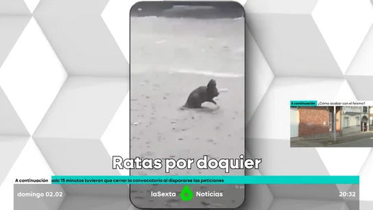 ratas ratas