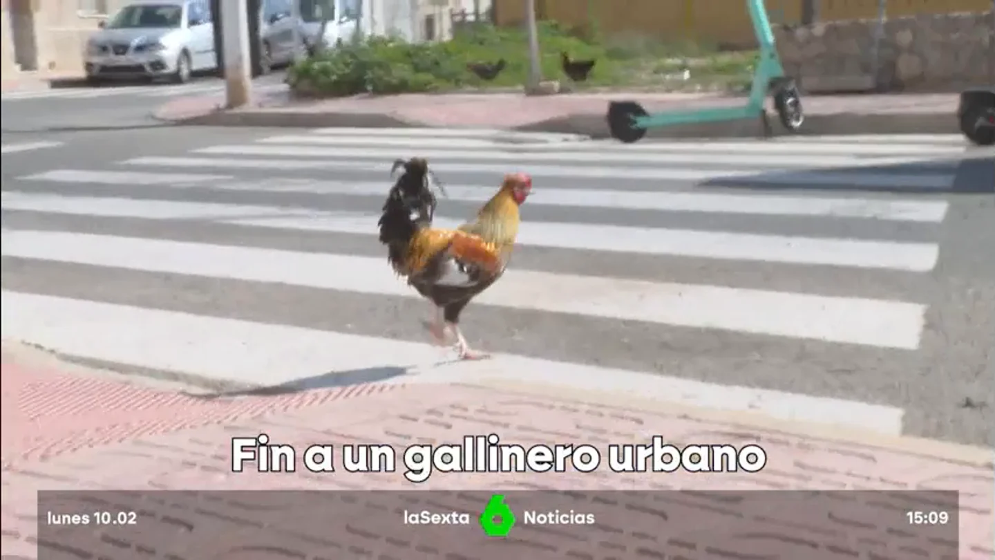 invasión de gallinas invasión de gallinas