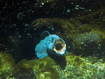 Pez diablo Pez diablo