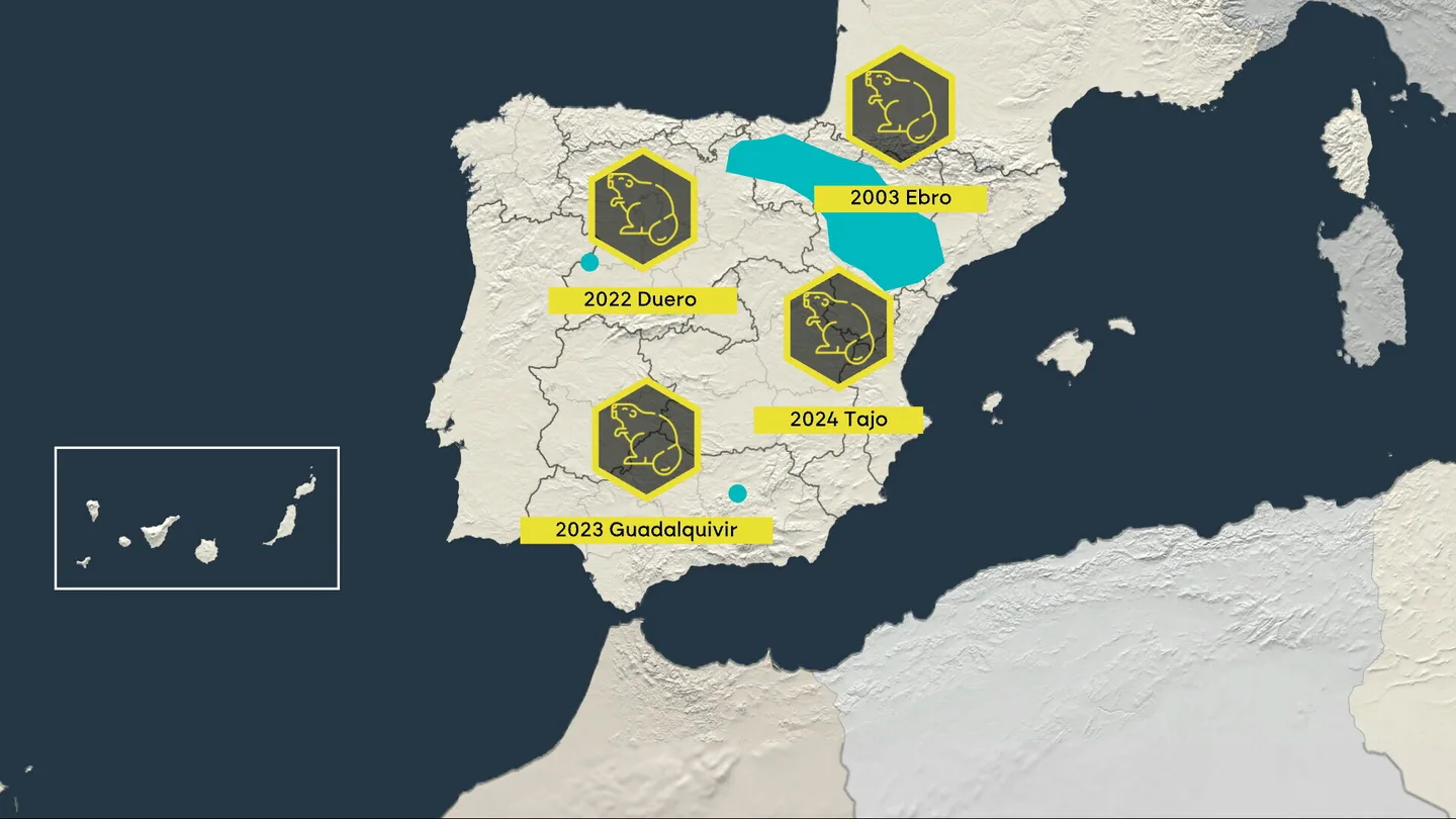 Los castores invaden España y destruyen ecosistemas Los castores invaden España y destruyen ecosistemas