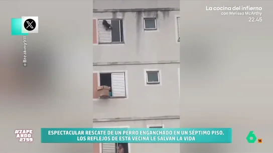 El espectacular rescate de un cachorro al caer de un séptimo piso Zapeando analiza al rescate de un cachorro tras quedar enganchado en la persiana de un séptimo piso. La reacción de Dani Mateo o Quique Peinado al ver cómo una vecina lo coge al vuelo con una caja, en este vídeo.