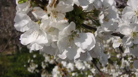 Flores del cerezo en el Valle del Jerte Flores del cerezo en el Valle del Jerte