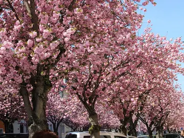 Cerezos en flor en Bonn Cerezos en flor en Bonn
