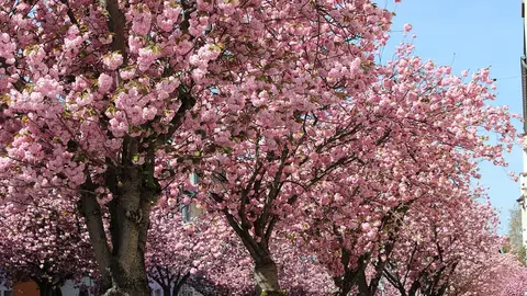 Cerezos en flor en Bonn Cerezos en flor en Bonn