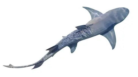 Tiburón limón Tiburón limón