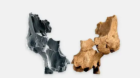 Fósil del rostro de un homínido asignado a Homo aff. erectus Fósil del rostro de un homínido asignado a Homo aff. erectus