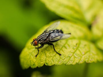 Mosca en una hoja. 