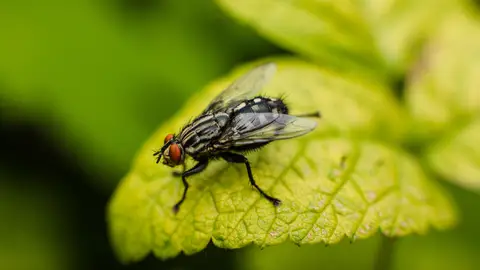 Mosca en una hoja. Mosca en una hoja.