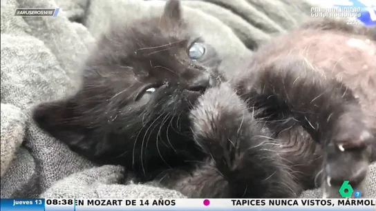 En Aruser@s te dan las claves para evitar que tu gato sufra cuando te marchas de casa En Aruser@s te dan las claves para evitar que tu gato sufra cuando te marchas de casa