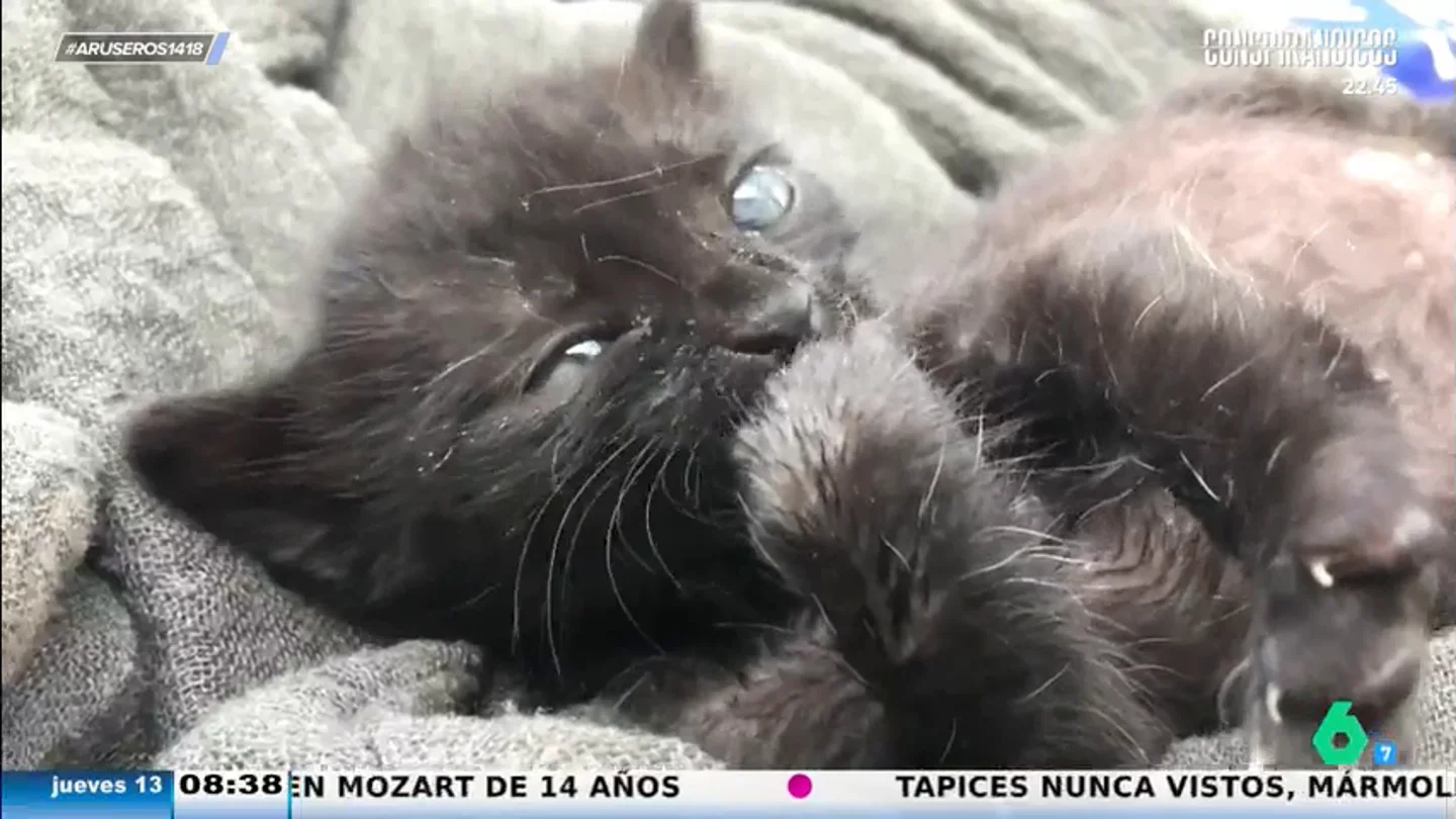 En Aruser@s te dan las claves para evitar que tu gato sufra cuando te marchas de casa En Aruser@s te dan las claves para evitar que tu gato sufra cuando te marchas de casa
