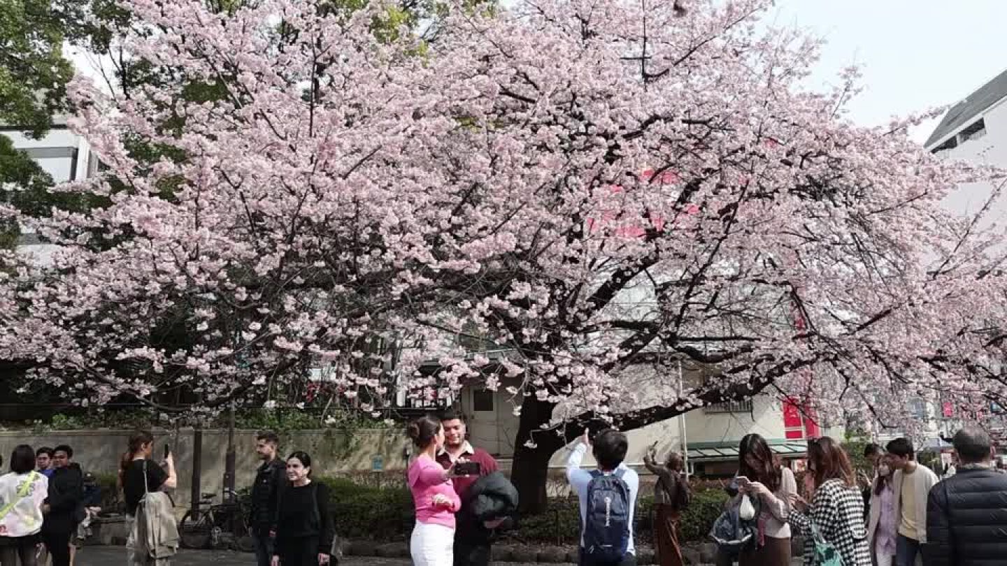 Cerezos en flor en Jap&oacute;n