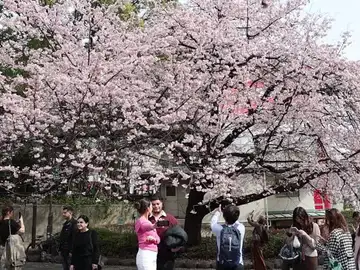 Cerezos en flor en Japón Cerezos en flor en Japón