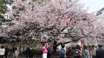 Cerezos en flor en Japón