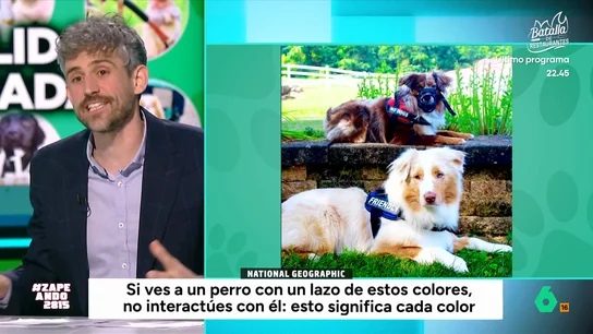 Rojo, amarillo o morado: Víctor Algra explica qué significan los lazos de colores que llevan algunos perros ZAPEANDO: COLORES PARA PERROS .- VICTOR ALGRA
