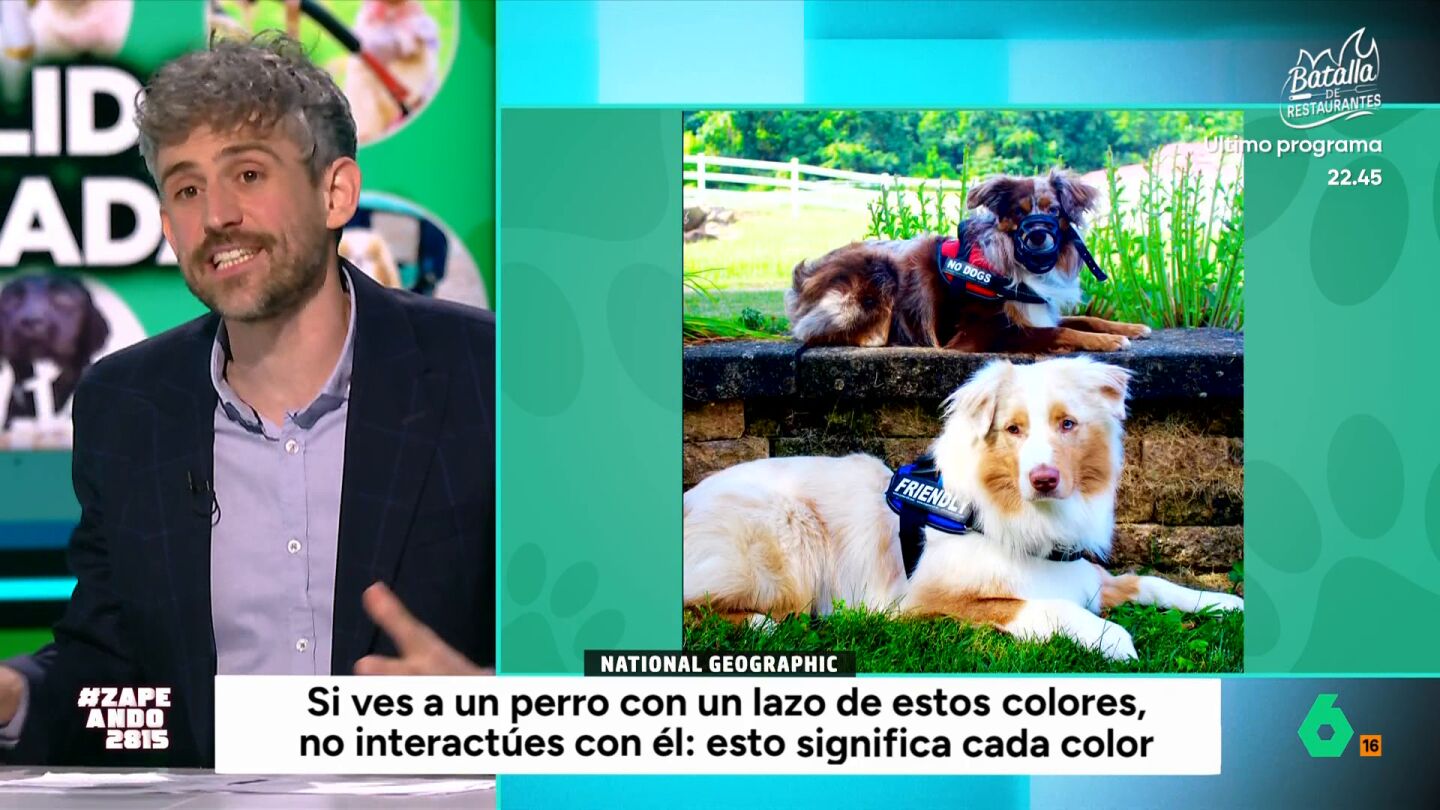 ZAPEANDO: COLORES PARA PERROS .- VICTOR ALGRA