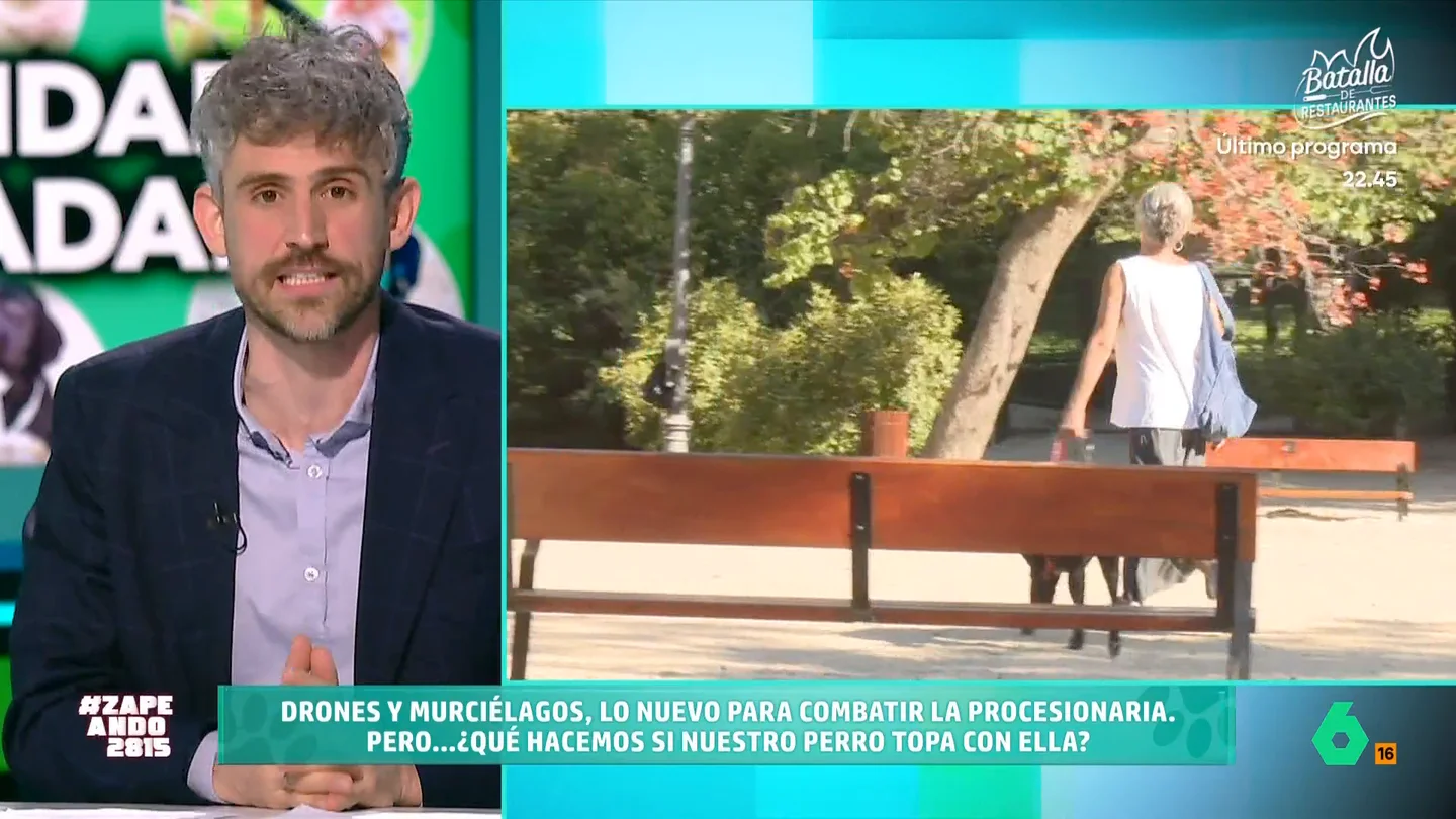 Víctor Algra da cinco consejos sobre cómo actuar si nuestro perro entra en contacto con la oruga procesionaria El veterinario indica que si nuestro perro entra en contacto con esta oruga es necesario seguir una serie de protocolos para evitar que nuestra mascota pueda tener un problema grave.