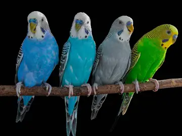 Cuatro periquitos usados en el estudio Cuatro periquitos usados en el estudio