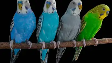 Cuatro periquitos usados en el estudio Cuatro periquitos usados en el estudio