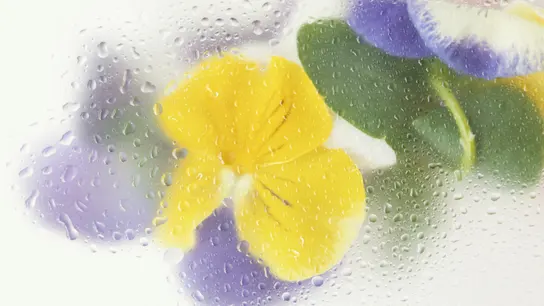Unas flores, vistas a través de un cristal mojado por la lluvia Unas flores, vistas a través de un cristal mojado por la lluvia