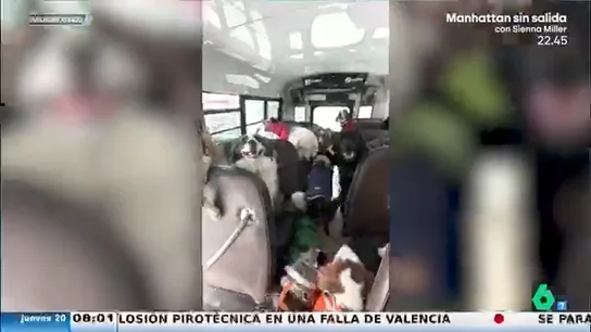 Convierte un viejo autobús escolar en un medio de transporte para perros Convierte un viejo autobús escolar en un medio de transporte para perros