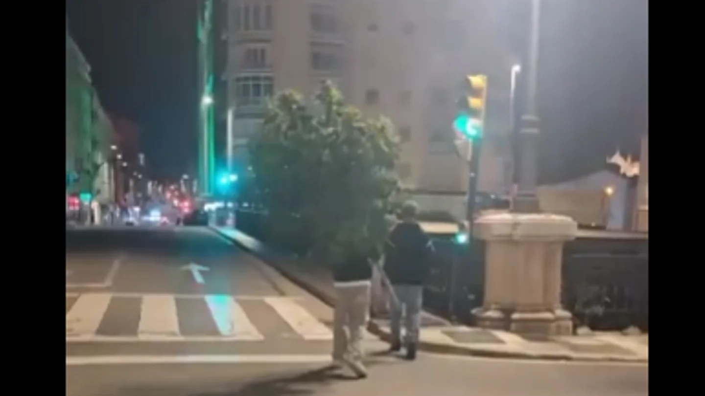 Captura de un vídeo de X de unos chicos robando un árbol y tirándolo al suelo en Málaga Captura de un vídeo de X de unos chicos robando un árbol y tirándolo al suelo en Málaga