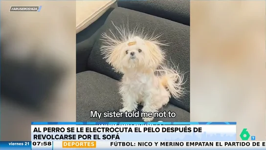 El divertido nuevo 'look' de un perro al restregarse por el sofá El divertido nuevo 'look' de un perro al restregarse por el sofá