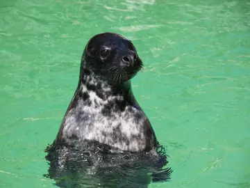 focas, regulación de oxígeno en sangre focas, regulación de oxígeno en sangre