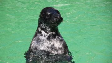 focas, regulación de oxígeno en sangre