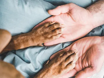 Manos sosteniendo patas de un perro Manos sosteniendo patas de un perro