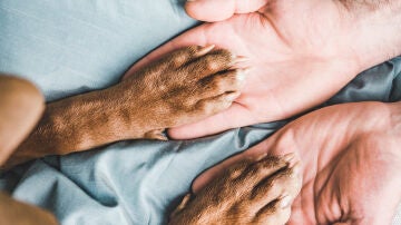 Manos sosteniendo patas de un perro